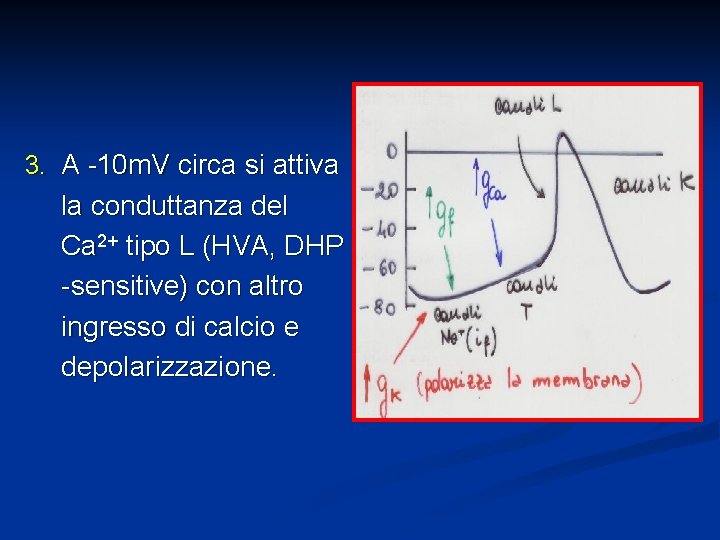 3. A -10 m. V circa si attiva la conduttanza del Ca 2+ tipo