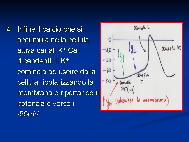 4. Infine il calcio che si accumula nella cellula attiva canali K+ Cadipendenti. Il