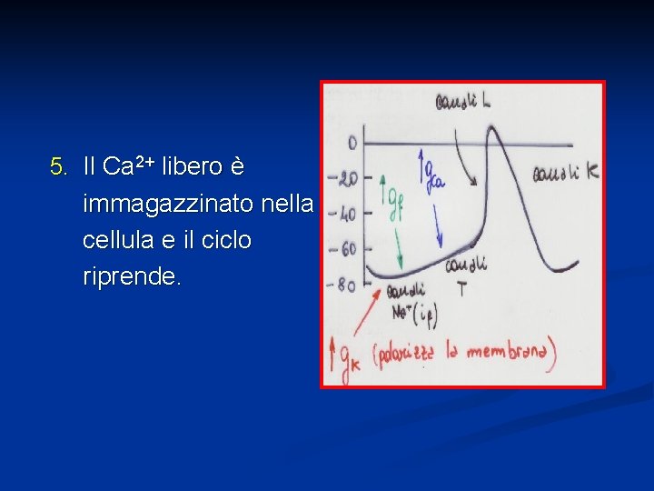 5. Il Ca 2+ libero è immagazzinato nella cellula e il ciclo riprende. 