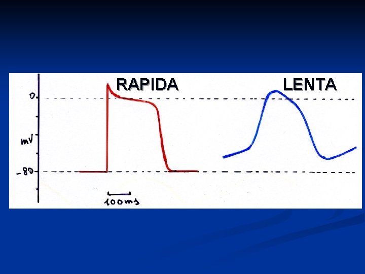 RAPIDA LENTA 