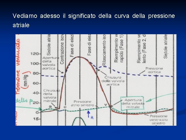 Vediamo adesso il significato della curva della pressione atriale 
