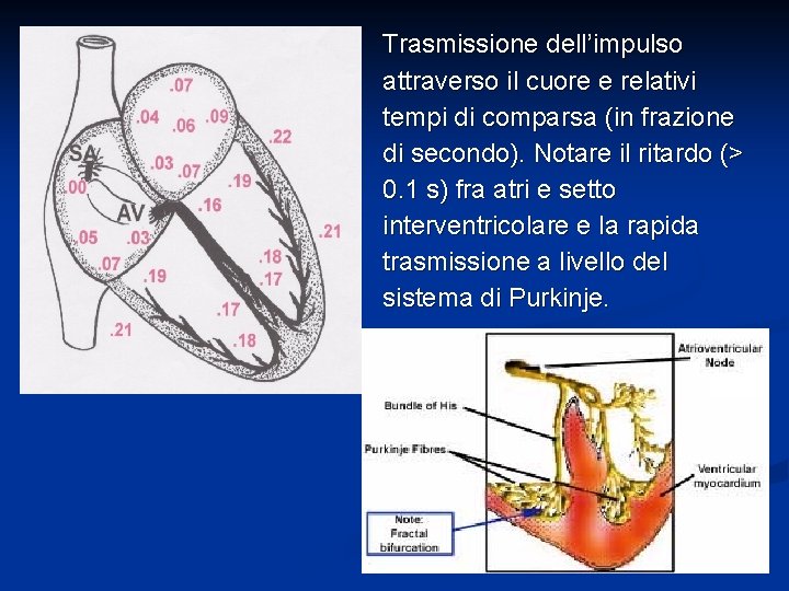 Trasmissione dell’impulso attraverso il cuore e relativi tempi di comparsa (in frazione di secondo).