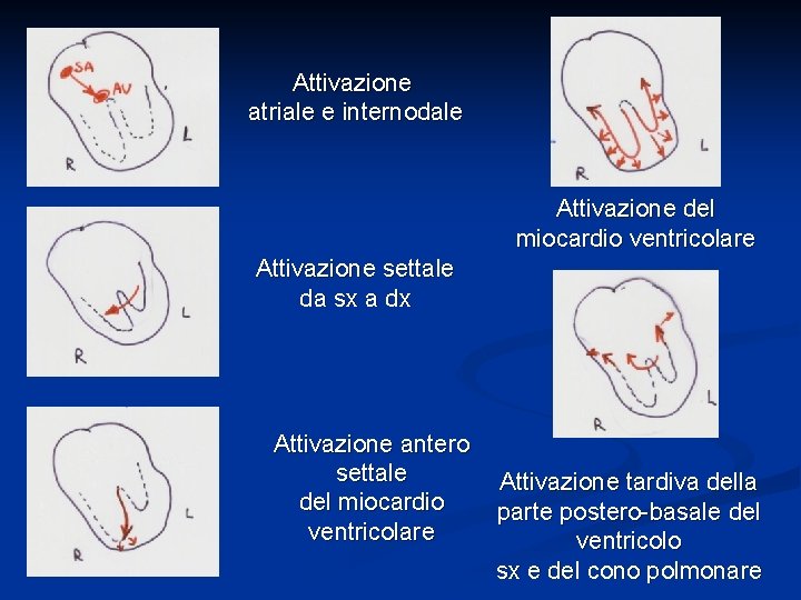 Attivazione atriale e internodale Attivazione del miocardio ventricolare Attivazione settale da sx a dx