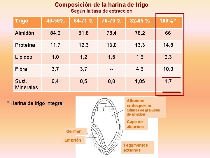 Composición de la harina de trigo Según la tasa de extracción Trigo 40 -56% Composición de la harina de trigo Según la tasa de extracción Trigo 40 -56%