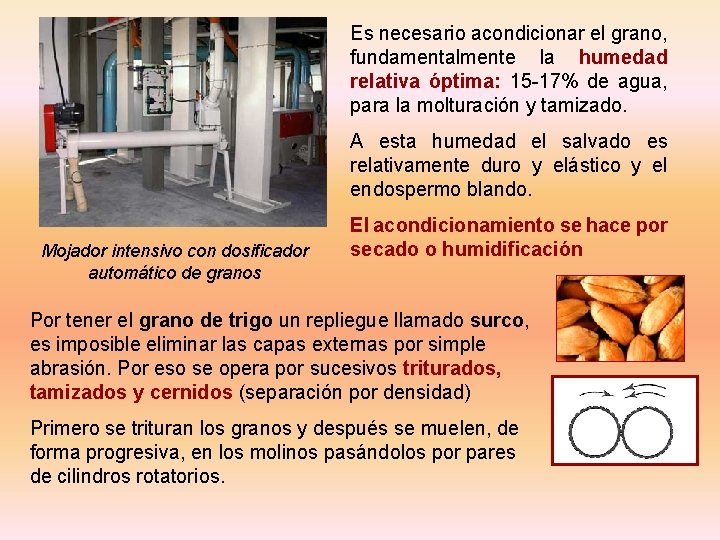 Es necesario acondicionar el grano, fundamentalmente la humedad relativa óptima: 15 -17% de agua, Es necesario acondicionar el grano, fundamentalmente la humedad relativa óptima: 15 -17% de agua,