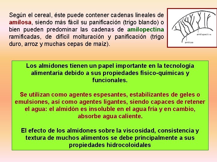 Según el cereal, éste puede contener cadenas lineales de amilosa, siendo más fácil su Según el cereal, éste puede contener cadenas lineales de amilosa, siendo más fácil su