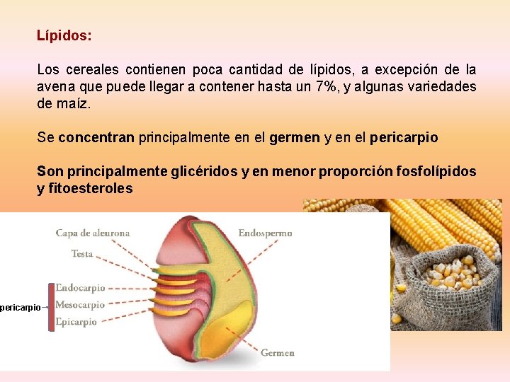 Lípidos: Los cereales contienen poca cantidad de lípidos, a excepción de la avena que Lípidos: Los cereales contienen poca cantidad de lípidos, a excepción de la avena que