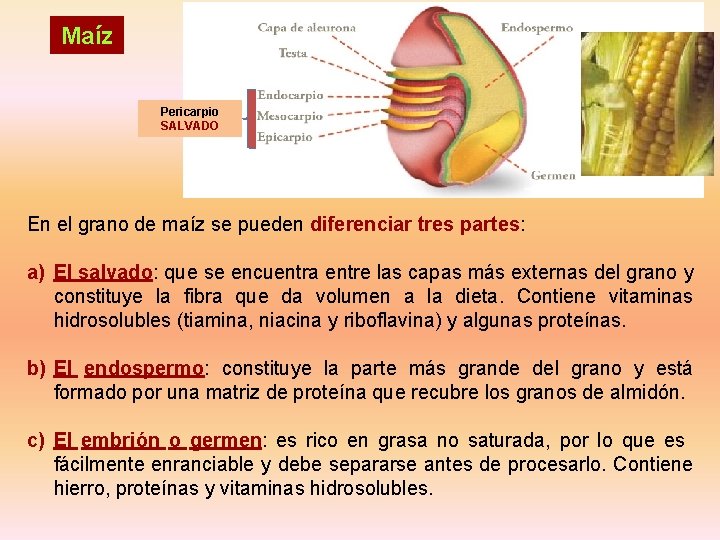 Maíz Pericarpio SALVADO En el grano de maíz se pueden diferenciar tres partes: a) Maíz Pericarpio SALVADO En el grano de maíz se pueden diferenciar tres partes: a)