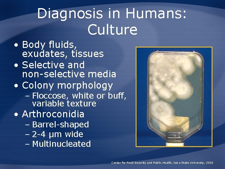 Diagnosis in Humans: Culture • Body fluids, exudates, tissues • Selective and non-selective media