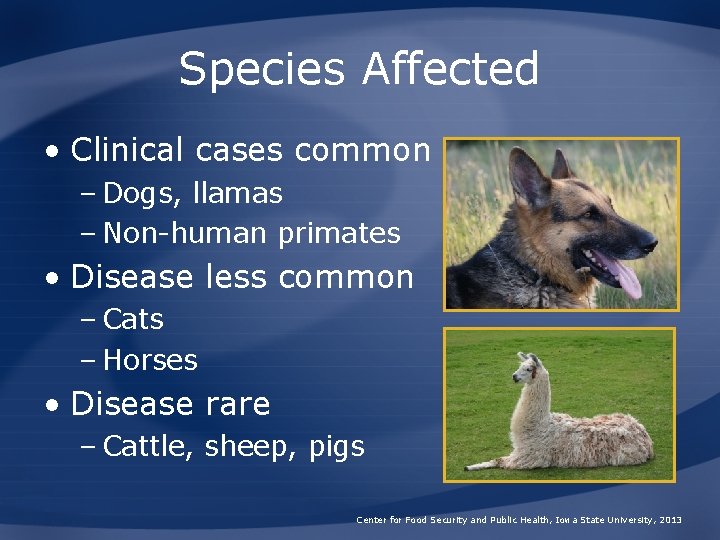 Species Affected • Clinical cases common – Dogs, llamas – Non-human primates • Disease