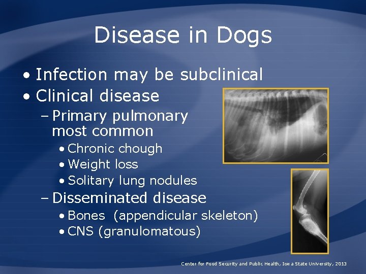 Disease in Dogs • Infection may be subclinical • Clinical disease – Primary pulmonary