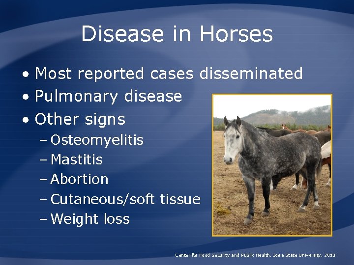 Disease in Horses • Most reported cases disseminated • Pulmonary disease • Other signs