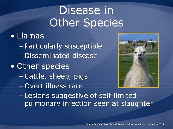 Disease in Other Species • Llamas – Particularly susceptible – Disseminated disease • Other