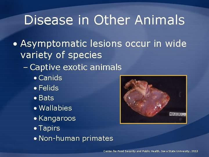 Disease in Other Animals • Asymptomatic lesions occur in wide variety of species –