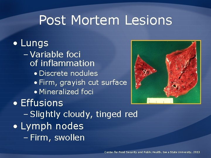 Post Mortem Lesions • Lungs – Variable foci of inflammation • Discrete nodules •