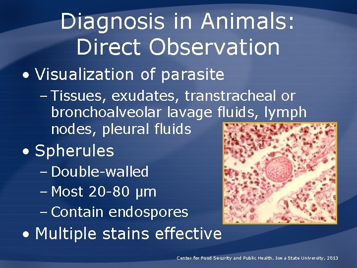 Diagnosis in Animals: Direct Observation • Visualization of parasite – Tissues, exudates, transtracheal or