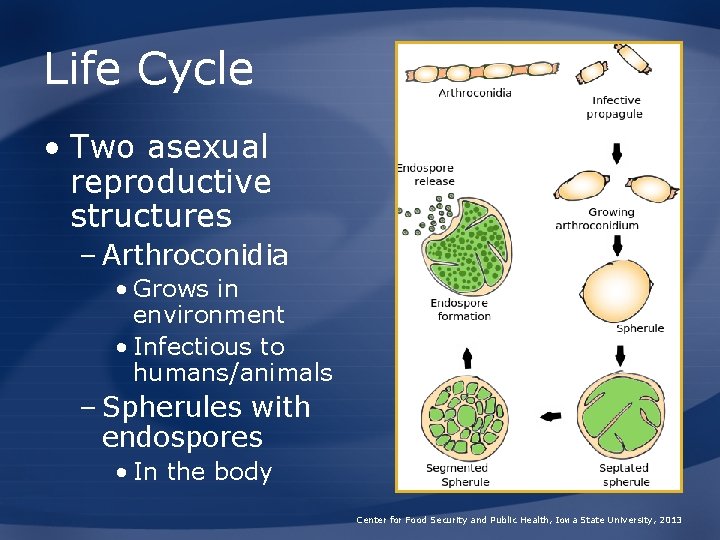 Life Cycle • Two asexual reproductive structures – Arthroconidia • Grows in environment •