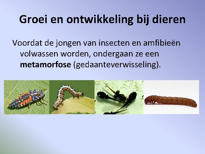 Groei en ontwikkeling bij dieren Voordat de jongen van insecten en amfibieën volwassen worden,