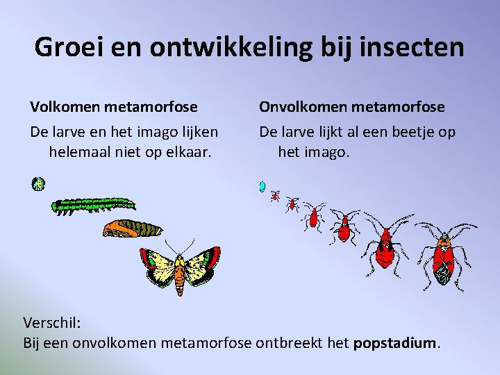 Groei en ontwikkeling bij insecten Volkomen metamorfose Onvolkomen metamorfose De larve en het imago