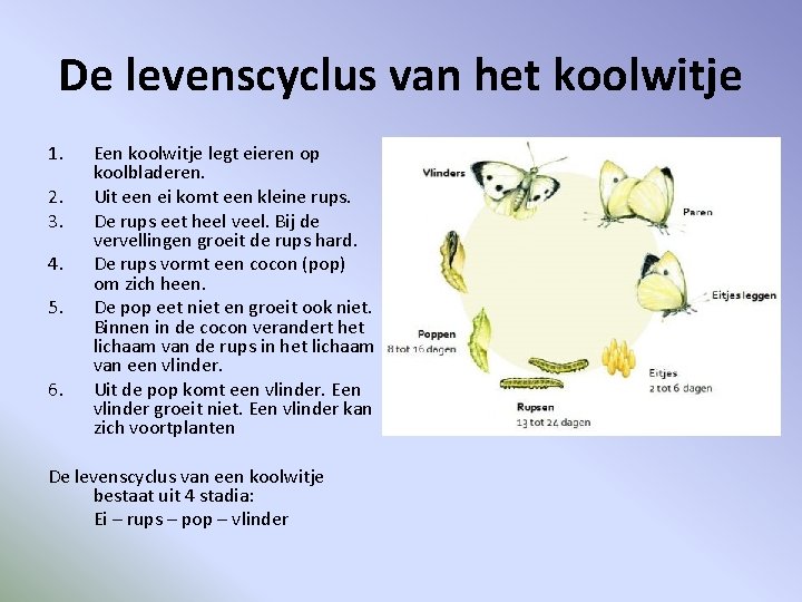 De levenscyclus van het koolwitje 1. 2. 3. 4. 5. 6. Een koolwitje legt