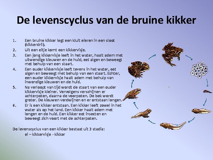De levenscyclus van de bruine kikker 1. 2. 3. 4. 5. 6. Een bruine