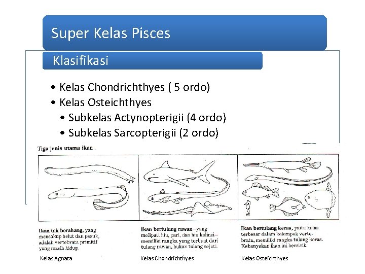 Super Kelas Pisces Klasifikasi • Kelas Chondrichthyes ( 5 ordo) • Kelas Osteichthyes •