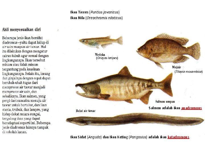 Ikan Tawes (Puntius javanicus) Ikan Nila (Oreochromis niloticus) (Orizyas latipes) (Tilapia mosambica) Salmon adalah