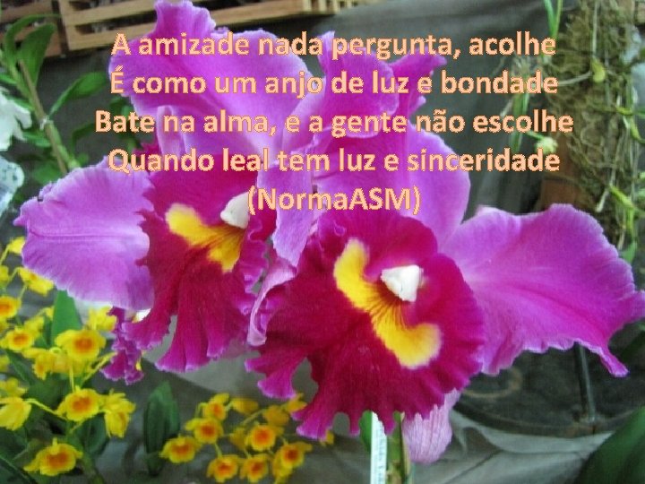 A amizade nada pergunta, acolhe É como um anjo de luz e bondade Bate