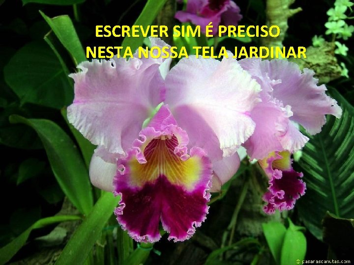  ESCREVER SIM É PRECISO NESTA NOSSA TELA JARDINAR 