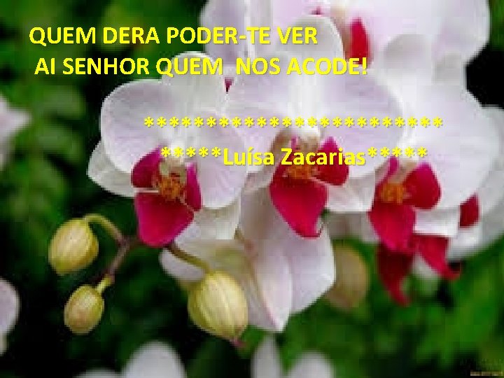 QUEM DERA PODER-TE VER AI SENHOR QUEM NOS ACODE! ************ *****Luísa Zacarias***** 