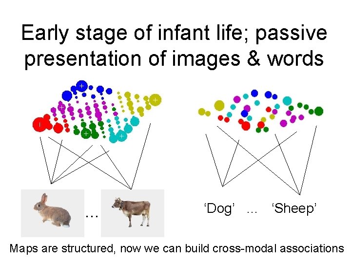 Early stage of infant life; passive presentation of images & words … ‘Dog’ … Early stage of infant life; passive presentation of images & words … ‘Dog’ …