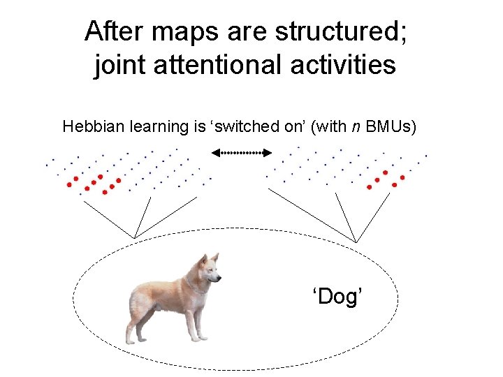 After maps are structured; joint attentional activities Hebbian learning is ‘switched on’ (with n After maps are structured; joint attentional activities Hebbian learning is ‘switched on’ (with n