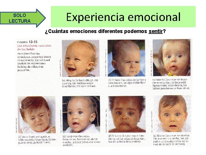 SOLO LECTURA Experiencia emocional ¿Cuántas emociones diferentes podemos sentir? 