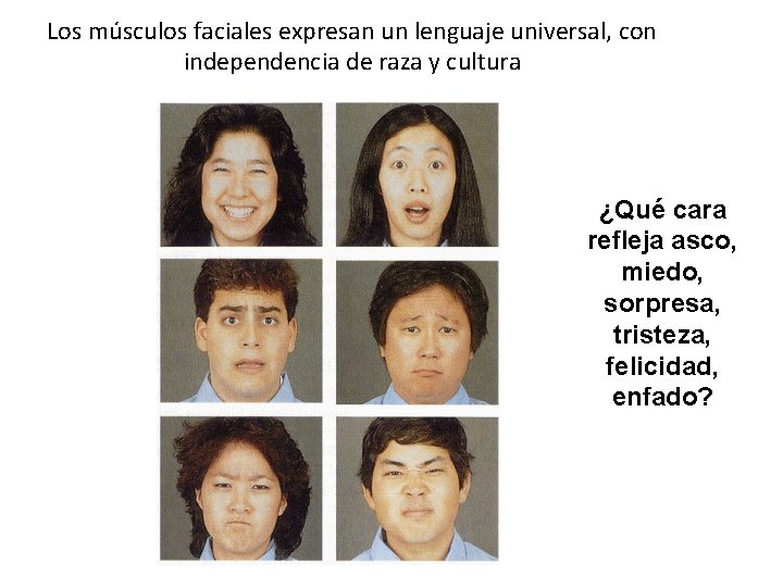 Los músculos faciales expresan un lenguaje universal, con independencia de raza y cultura ¿Qué