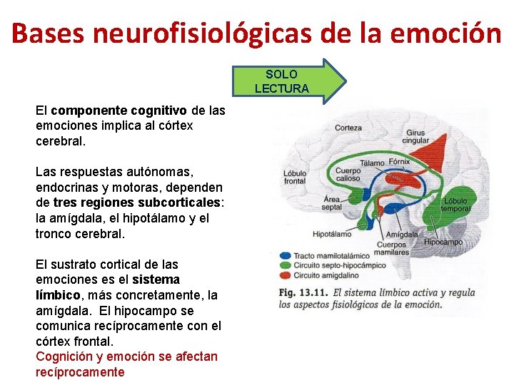Bases neurofisiológicas de la emoción SOLO LECTURA El componente cognitivo de las emociones implica