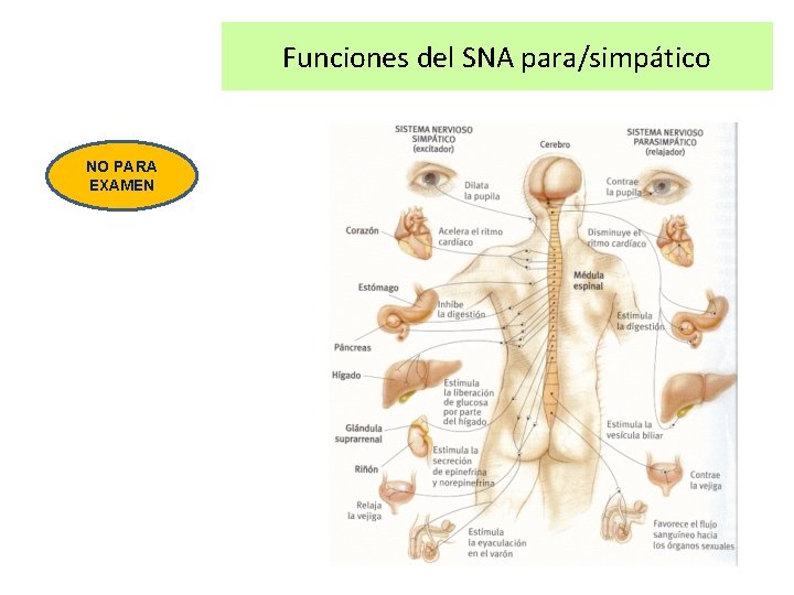 Funciones del SNA para/simpático NO PARA EXAMEN 