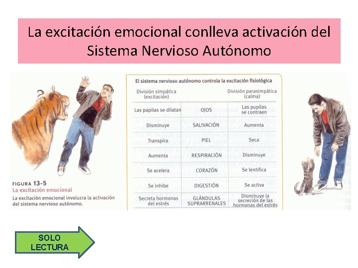 La excitación emocional conlleva activación del Sistema Nervioso Autónomo SOLO LECTURA 