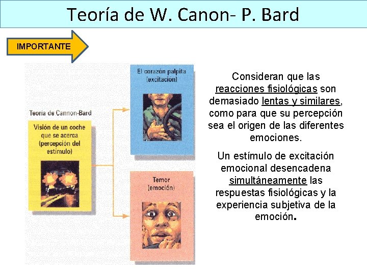 Teoría de W. Canon- P. Bard IMPORTANTE Consideran que las reacciones fisiológicas son demasiado