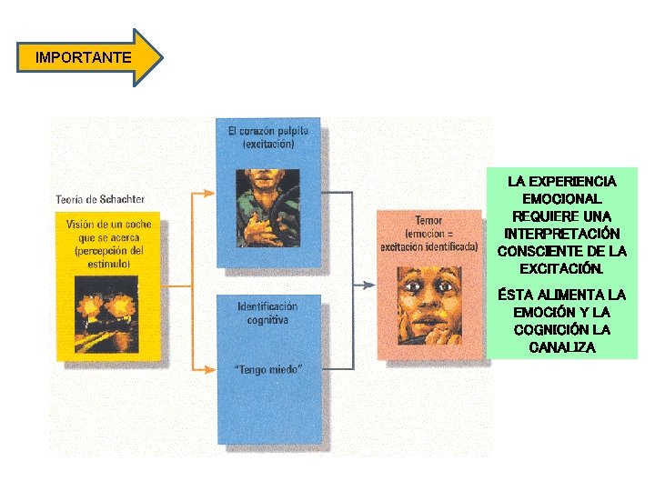 IMPORTANTE LA EXPERIENCIA EMOCIONAL REQUIERE UNA INTERPRETACIÓN CONSCIENTE DE LA EXCITACIÓN. ÉSTA ALIMENTA LA