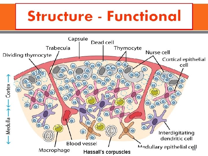 Hassall’s corpuscles 