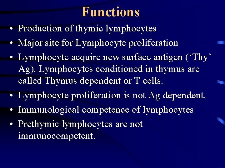 Functions • Production of thymic lymphocytes • Major site for Lymphocyte proliferation • Lymphocyte