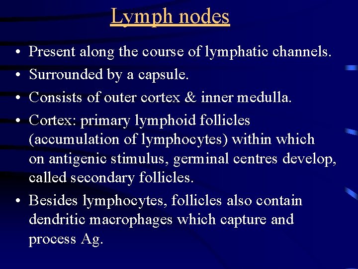 Lymph nodes • • Present along the course of lymphatic channels. Surrounded by a