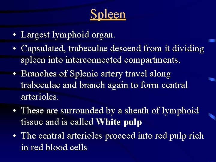 Spleen • Largest lymphoid organ. • Capsulated, trabeculae descend from it dividing spleen into