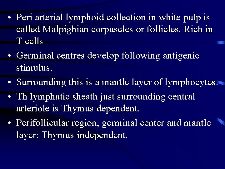  • Peri arterial lymphoid collection in white pulp is called Malpighian corpuscles or