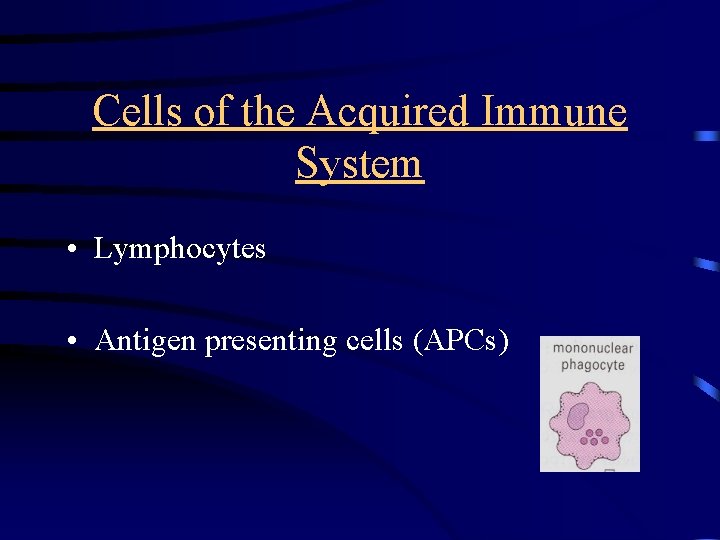 Cells of the Acquired Immune System • Lymphocytes • Antigen presenting cells (APCs) 