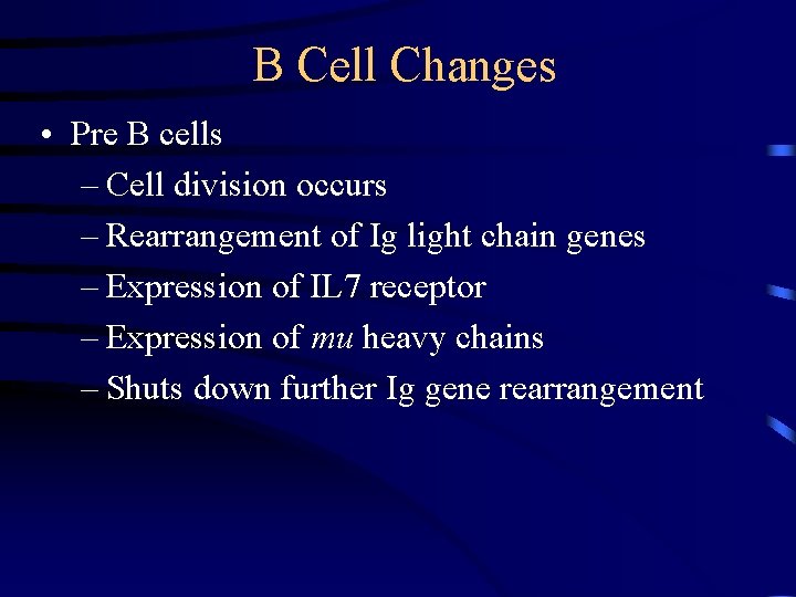B Cell Changes • Pre B cells – Cell division occurs – Rearrangement of
