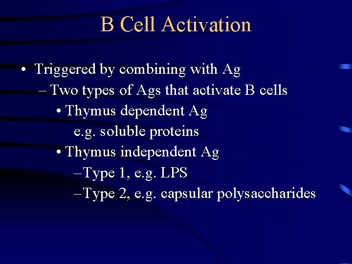 B Cell Activation • Triggered by combining with Ag – Two types of Ags