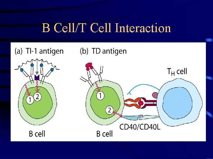 B Cell/T Cell Interaction 