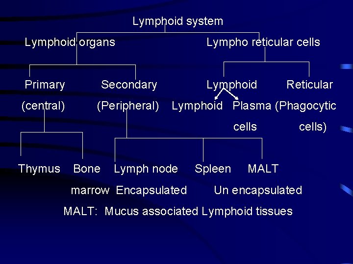 Lymphoid system Lymphoid organs Lympho reticular cells Primary Secondary Lymphoid (central) (Peripheral) Reticular Lymphoid