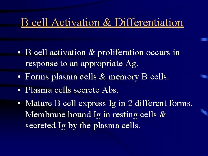 B cell Activation & Differentiation • B cell activation & proliferation occurs in response